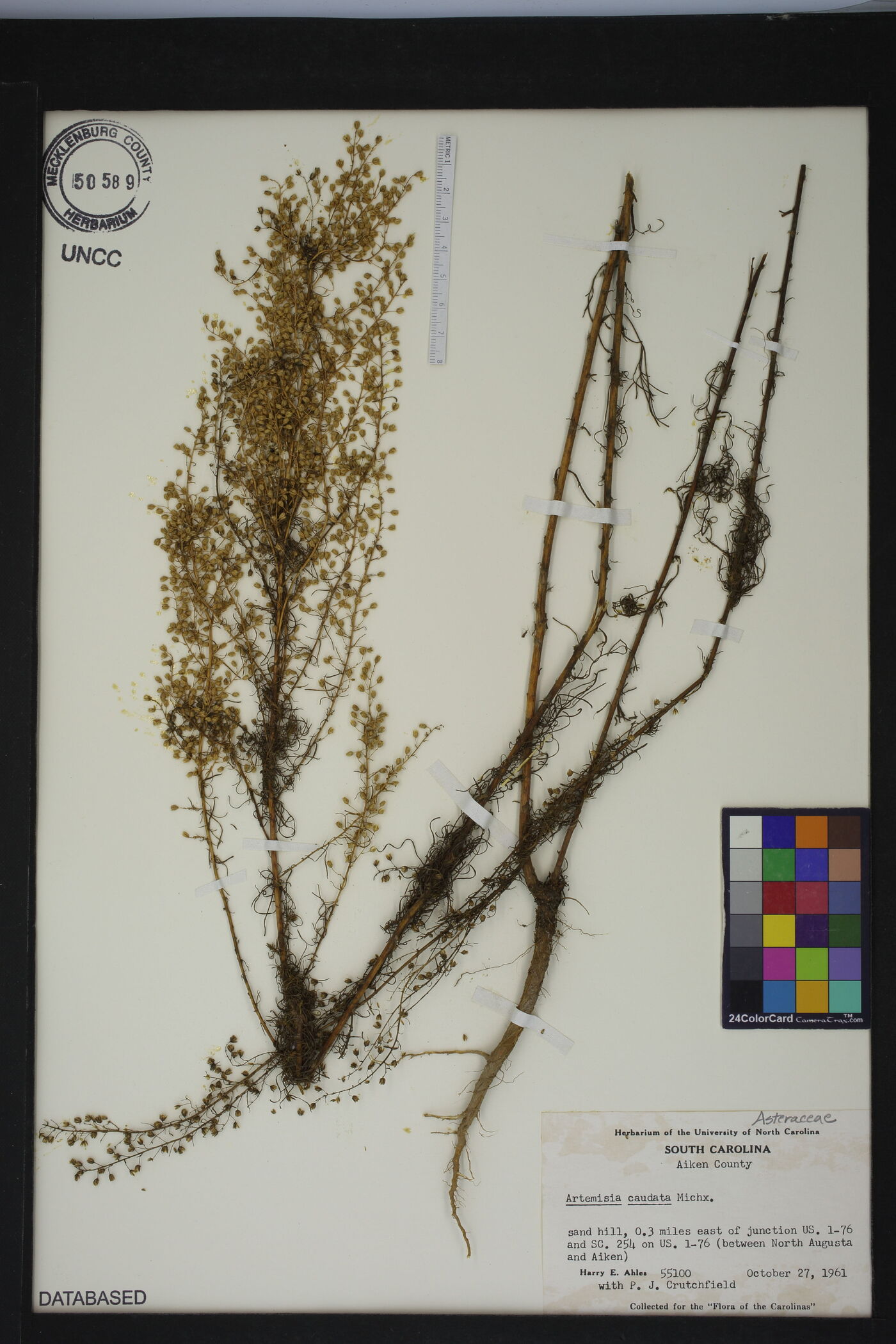 Artemisia campestris subsp. caudata image