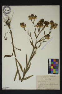 Helenium flexuosum image