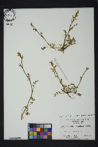 Corydalis halei image
