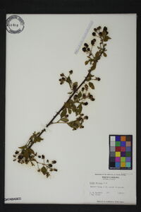 Rubus argutus image