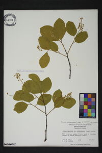 Prunus alabamensis image