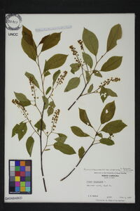 Prunus virginiana var. virginiana image