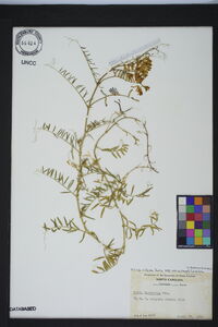 Vicia villosa subsp. varia image