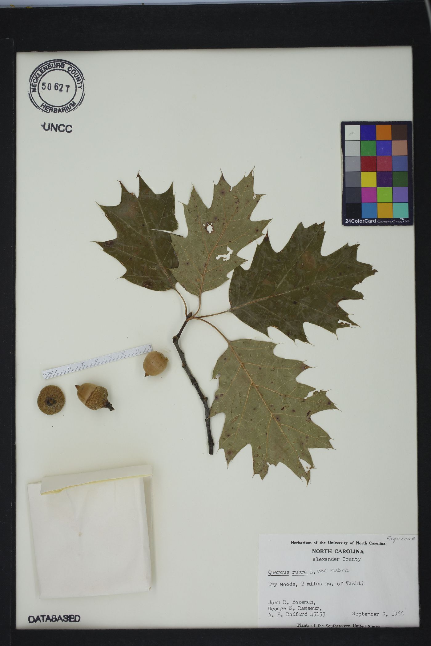 Quercus rubra var. rubra image