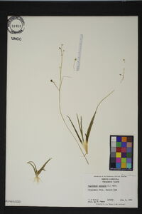 Sagittaria subulata image