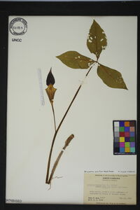 Arisaema pusillum image