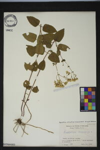 Ageratina aromatica image