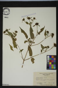 Bidens vulgata image