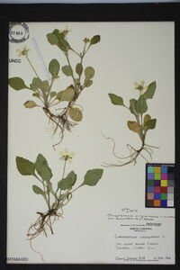 Chrysogonum repens image