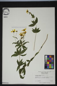 Coreopsis major image