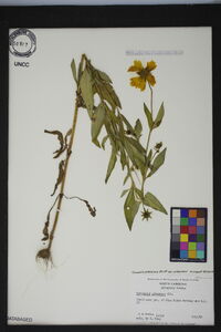 Coreopsis pubescens image