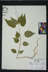 Circaea canadensis image