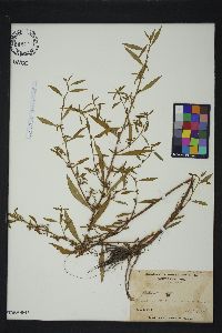 Ludwigia glandulosa image