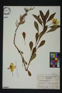 Ludwigia hexapetala image