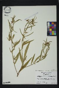 Ludwigia octovalvis image