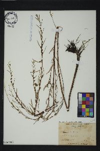 Ludwigia linearis image