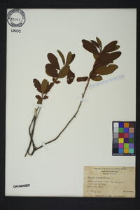 Kalmia angustifolia image