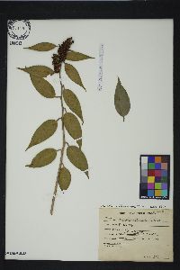 Leucothoe axillaris image