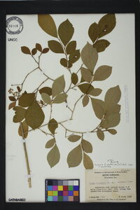 Lyonia ligustrina var. ligustrina image