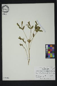 Euphorbia pubentissima image