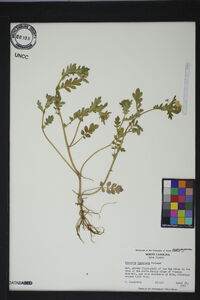 Phacelia fimbriata image