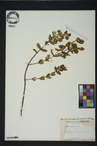 Hypericum crux-andreae image