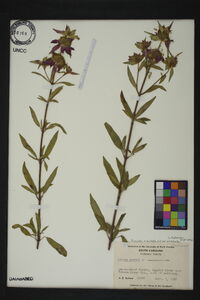 Monarda punctata image