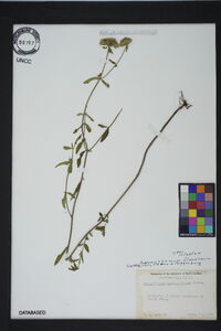 Pycnanthemum flexuosum image