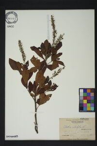 Clethra alnifolia image