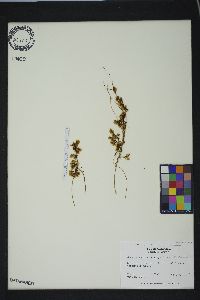 Cuscuta gronovii image