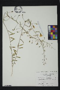 Stylisma angustifolia image