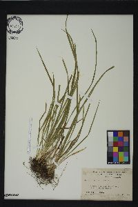 Carex abscondita image