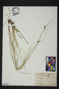 Carex complanata image