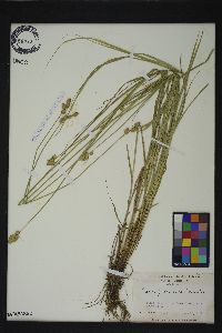 Carex festucacea image