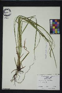Carex flexuosa image