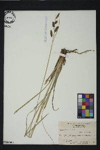 Carex glaucescens image