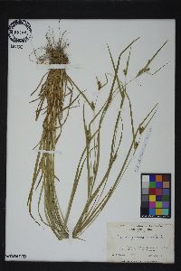 Carex grisea image