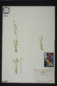 Isolepis carinata image