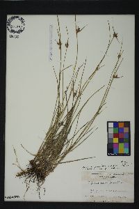 Scleria pauciflora image