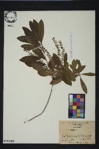 Cyrilla racemiflora image