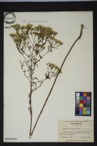 Eupatorium hyssopifolium image