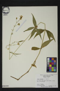 Silene stellata image