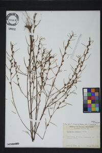 Ludwigia linearis var. linearis image