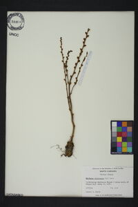 Epifagus virginiana image