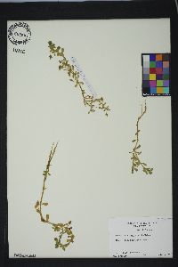 Bacopa monnieri image