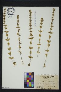 Sophronanthe pilosa image