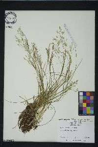 Agrostis mertensii image