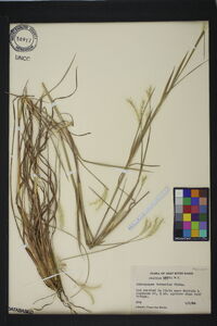 Andropogon ternarius image