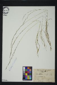 Aristida longespica image