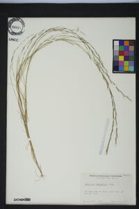 Aristida longespica image